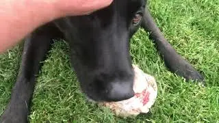 BLM - Black Labs Matter