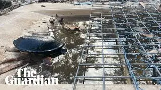 New tunnels allow turtles to migrate while keeping foxes at bay