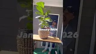 Update: Ficus Fiddle Leaf Fig Tree Rescue. Plant Almost Dies After Sunburn in Window