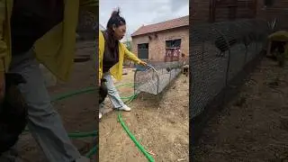 Raising Chickens in a Safe Coop | Scientific Chicken Farming #chicken #pets #poultryfarming
