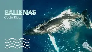 (HD) Ballenas jorobadas con drone en la Isla del Ca&ntilde;o (Costa Rica) - R&iacute;o Sierpe