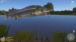 рр4 река Ахтуба Стерлядь. Akhtuba river Sterlet