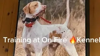 Training at On Fire 🔥 Kennel!