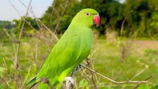 Indian Talking Parrot natural sound