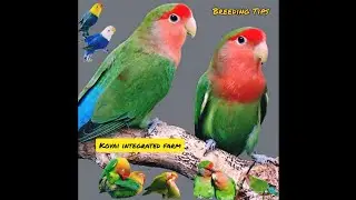 How to Breed African love bird & Breeding tips #birds #africanlovebird #lovebirds#farming #pets🦜....