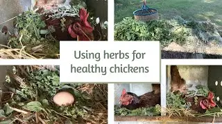 Using herbs for healthy chickens