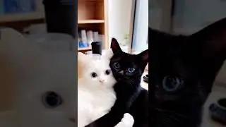 #cat #story #horrorstories #animation #funny #4k #marvel #trend #kitten #wtf