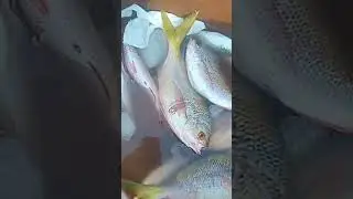 #video yan guys mora lang Yong esda sa daming dagat.sa Cawayan yan guys