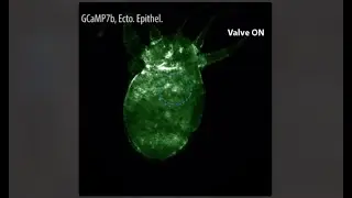 Rice University lab maps neural networks, responses in tiny, jellyfish-like creatures