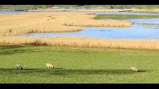 Wetlands Conservation as Risk Mitigation, by SCW-ARC