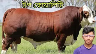 সর্বোচ্চ কোয়ালিটির বিদেশী জাতের গরুর কালেকশন দেখুন এবং অনলাইনে অর্ডার দিয়ে গরুগুলো কিনুন