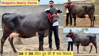 👍20 से 35 लीटर दूध वाली 7 गाय बिकाऊ क़ीमत 65,000₹ से शुरू । Satguru Dairy Farm Ganganagar 