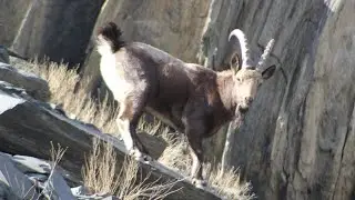 Ibex#markhor#maountain goat