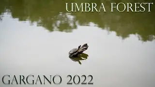 Umbra Forest: Discover The Hidden Treasures Of The Gargano Coast In 2022