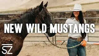 We Adopted Five NEW Wild Mustangs
