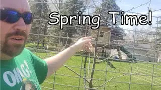 Spring Time Apple Trees