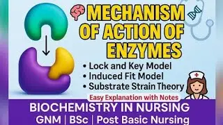 Mechanism of Enzyme Action Explained|Lock & Key,Induced Fit,Substrate Strain| Biochemistry Made Easy