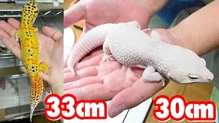 元祖ブリーダーが育てたレオパたちが巨大過ぎる‼︎‼︎