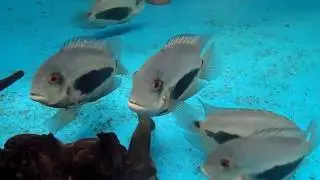CICL&Iacute;DEO UAR&Uacute; REPRODUTOR (UARU AMPHIACANTHOIDES)