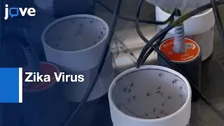 Vector Competence Analyses on Mosquitoes using Zika Virus | Protocol Preview