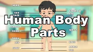 Learn the Names of the Human Body ll Yala Kids English Channel ll