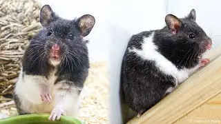 Хомячок Панда 🐼 Сирийский чёрно-белый хомяк 😍