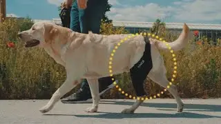 Tailwindpets Award-Winning Knee Brace for Dogs 🐕