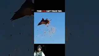 This Attack Was Invisible#Shorts​ #Falcon​ #Wildlife​