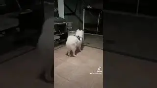 Howling to sirens again 🤷&zwj;♂️ #samoyed #foryou #puppy  #howling