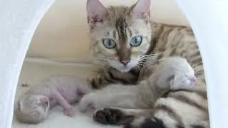 10 days old newborn bengal cats .