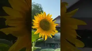 28 Garden flowers 🌹🌺🌹🌺 #viral #shorts #garden #bestgarden #Wow