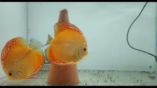 How to Setup a New Discus Breeding Pair || Discus Breeding Pair , Indian Discus Keeper