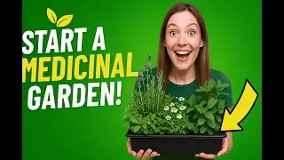 The Best Medicinal Garden Kits (2025 Reviews)