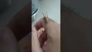 Pyrgomorphidae 🦗 #insects