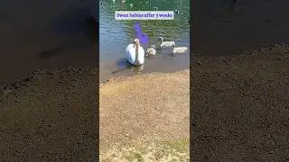 Swan babies after 3 weeks of born # swan #swan #swans #shortsfeed #shorts