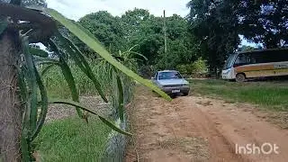 Catando quiabo e começando o alicerso da casa 
