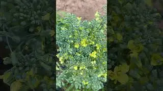 Broccoli Flowering