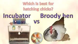 Incubator vs hen - which is best for hatching chicks?
