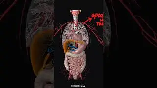 Пути введения лекарственных средств. схематично #pirogov #pharmacology