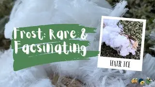 Rare & Fascinating Frost Formation: Hair Ice in Scotland, UK