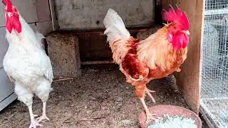 Two Roosters eating rice 🍚 🏡🐓🐓 #birds #beyond #world