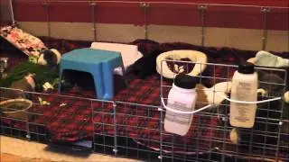Guinea Pig Introductions
