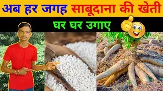 साबूदाना की खेती | How to make Sabudana at home | Sabudana ki kheti | Sabudana plant | Tapioca plant