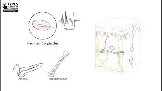Touch Receptors In The Skin