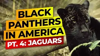 Black Panthers In America Pt. 4: The Jaguar