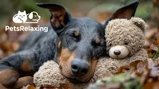 Dog Anxiety Relief Music 🐶 Comforting Sounds for Pets Left Alone