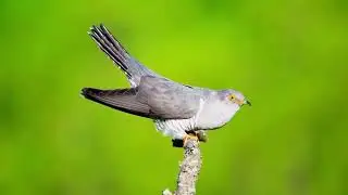 The Enigmatic Call of the Male Common Cuckoo | 