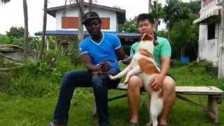 Thai bangkaew Dog name 