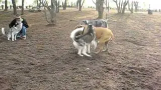 Razz & Chief and Skye too.AVI