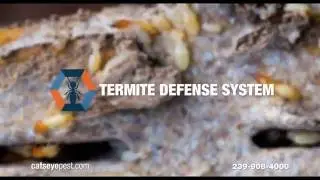 Termite Home Defense System for Southwest Florida Homes